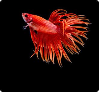 fish